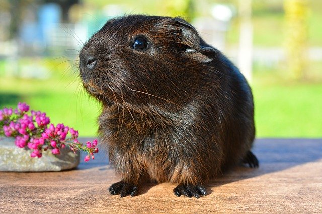 Guinea Pig Pink Small